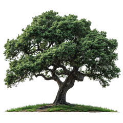 Fototapeta premium Spanish Oak isolated on transparent background