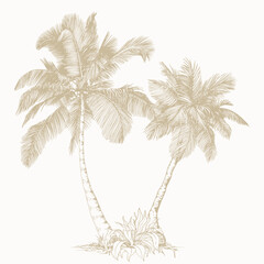 Tropical plant clip art. Hand drawn isolated element for design. Botanical illustration in line art style.