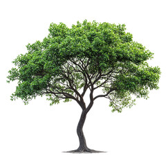 Velvet Mesquite isolated on transparent background