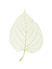 Fototapeta premium Delicate Transparent Leaf on White Background, Showcasing Intricate Veins and Natural Beauty
