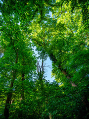 Fototapeta premium Abgestorbener Baum im Mischwald