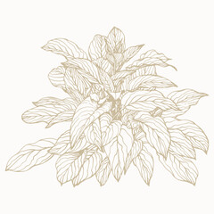 Tropical plant clip art. Hand drawn isolated element for design. Botanical illustration in line art style.