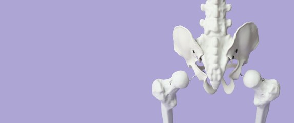 Pelvis of human skeleton on lilac background with space for text, closeup