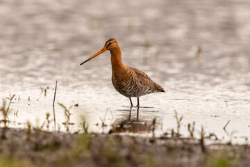 Limosa limosa