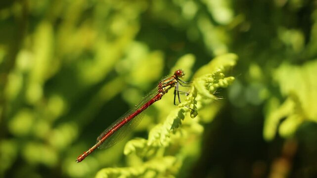 Crimson red damsel fly resting macro close up stock footage