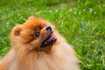 Happy Pomeranian enjoying a sunny day in a lush green field with flowers blooming around