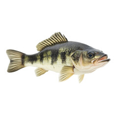 Fototapeta premium Largemouth Bass: A Detailed Look at This Popular Freshwater Fish Species on transparent background
