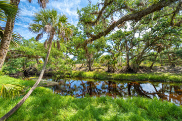 Beautiful tropical nature. Jungle rainforest with river between green palm trees and wild vegetation in southern Florida. Dense rainforest ecosystem