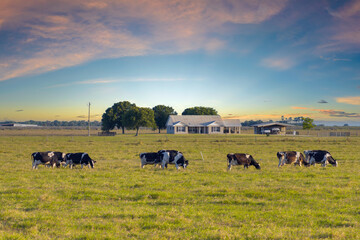 Free range milk cows grazing on green farm pasture near farmhouse. Feeding of cattle on farmland...