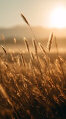 Obraz premium Golden Wheat Field