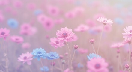 Fototapeta premium Pastel flowers field image