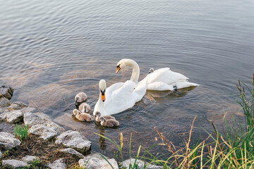A full swan family, two elegant adult swans and seven fluffy cygnets, gathered peacefully at the edge of a calm lake. The moment captures a tender family interaction