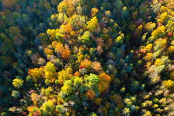Lush forest in fall season. Colorful canopies in autumn woods on sunny day. Landscape of autumnal...