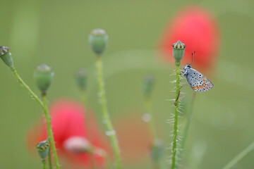 una farfalla licenide al tramonto