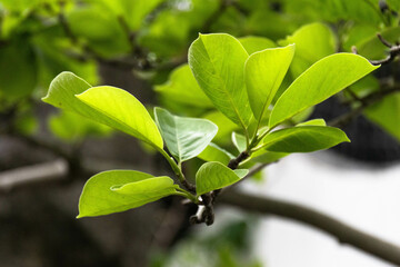 Foliage Concept, Fresh Green Magnolia Leaves for background