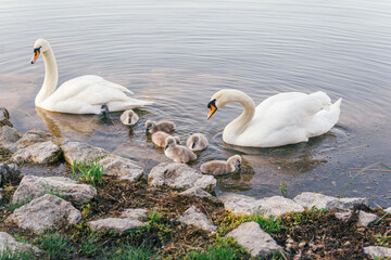 A peaceful lakeside moment: two adult mute swans and seven cygnets rest together by the waters edge. The fluffy chicks gather near the stones, closely watched by their parents