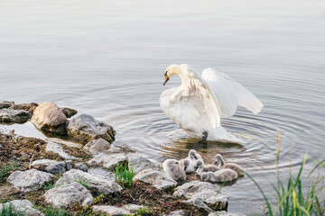 A mother swan raises her wings in a protective gesture as her cygnets huddle by the lakeshore. The...