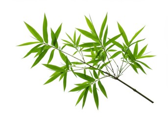 Fototapeta premium A sprig of vibrant green bamboo leaves and stem isolated against a clean white background