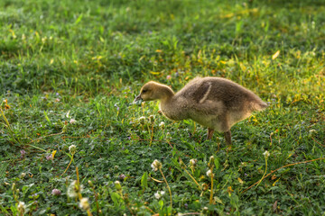 A fluffy gosling picks clover in a lush spring meadow, bathed in soft sunlight. A gentle wildlife scene capturing the innocence of nature, biodiversity, and mindful living