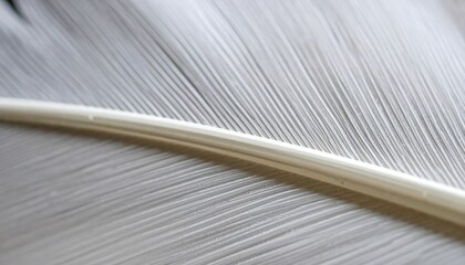 Close-up view of a detailed bird feather structure.