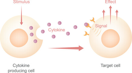 Cytokine Education diagram. It shows that the cytokine cell is induced by the stimulus and the cytokine is released into the target cell, which then responds to biological effects.