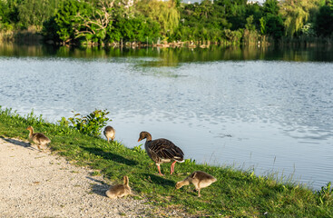 A greylag goose with her goslings walking and exploring the lakeside on a spring morning. This...