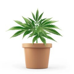 Fototapeta premium Potted cannabis plant, vibrant green foliage.