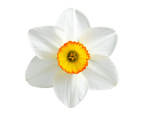 White daffodil flower with yellow center isolated on a transparent background © MstSuborna