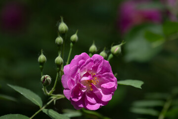 Spring Concept, Beautiful Pink Rose