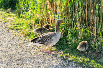 A greylag goose walks with her goslings along the reed-covered riverbank in soft evening light. A natural wildlife moment reflecting gentle exploration, parenting, and spring growth in nature