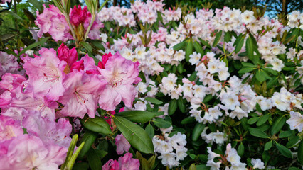 Rhododendrons blooming in the park. Beautiful flowers. Natural spring background. Azaleas. Mass flowering of rhododendrons. Lushly blooming bushes in the summer garden. Bush in bloom. Azaleas close-up