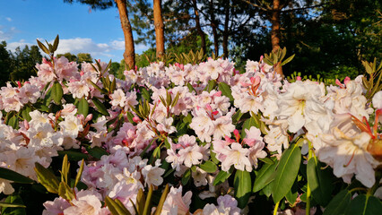 Rhododendrons blooming in the park. Beautiful flowers. Natural spring background. Azaleas. Mass flowering of rhododendrons. Lushly blooming bushes in the summer garden. Bush in bloom. Azaleas close-up