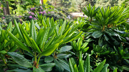 Obraz premium Close-up of rhododendron leaves. Azaleas close-up. Leaves of evergreen Rhododendrons in the park. Beautiful azalea bushes. Natural background. Park or garden. Landscaping in the park