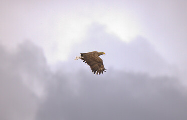 Haliaeetus albicilla