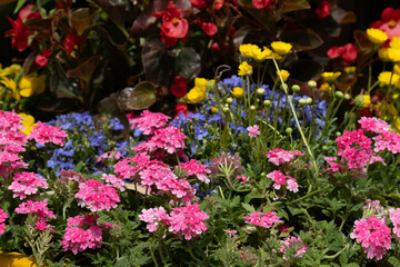 Obraz premium Spring Concept, Flower bed with multicolored spring flowers in the garden.