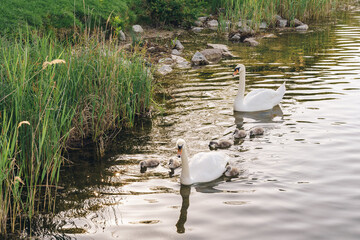 A pair of mute swans guides their cygnets along the edge of a reed-covered shore. This tranquil...