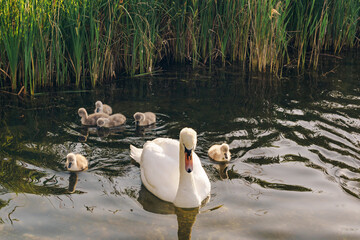 A mute swan gently watches over its young cygnets as they swim near reeds in a calm river. A warm wildlife moment symbolizing protection, freedom, and family harmony in nature