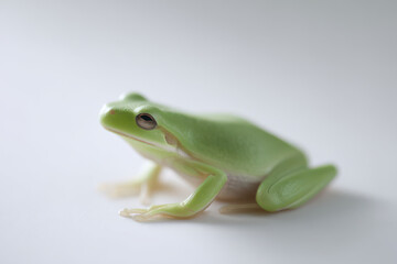 Fototapeta premium minimalist portrait of frog on light background featuring single accent color