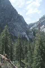 Obraz premium Yosemite National Park in California’s Sierra Nevada mountains green foliage on sunny day beautiful landscape