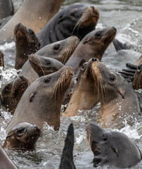 Sea Lions 3