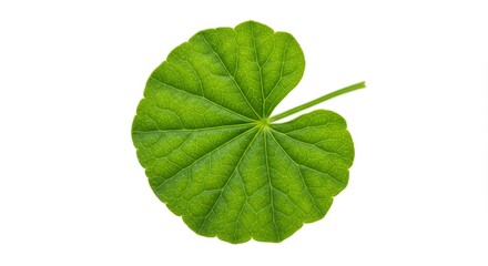 Obraz premium Asiatica Green Leaf Isolated on White Background - Fresh green leaf, nature, botany, ecology, organic. Symbolizing growth, purity, and natural beauty