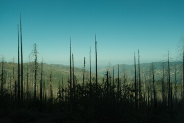 Yosemite National Park in California’s Sierra Nevada mountain barren burnt trees from forest fire
