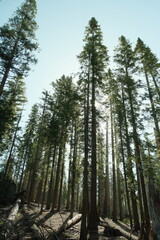 Ancient giant sequoia trees (Sequoiadendron giganteum) at Mariposa Grove in yosemite national park,...