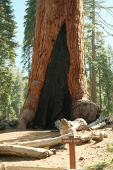 Ancient giant sequoia trees (Sequoiadendron giganteum) at Mariposa Grove in yosemite national park,...