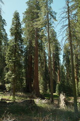 Ancient giant sequoia trees (Sequoiadendron giganteum) at Mariposa Grove in yosemite national park, uprooted tree, root of tree