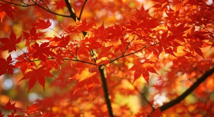 Autumn Blaze Red Maple Leaves - Vibrant red maple leaves in autumn, symbolizing change, beauty, nature, warmth, and tranquility