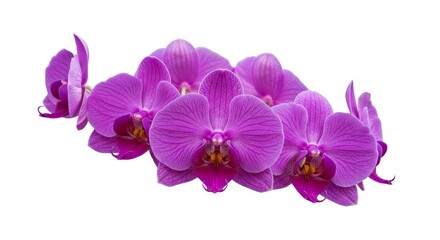 Beautiful Purple Orchid Blooms - Close-up of several vibrant purple orchids arranged in a graceful cluster against a white background