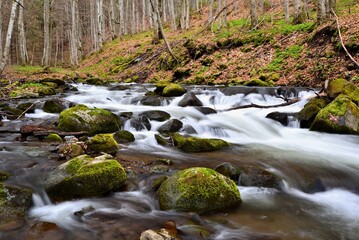 Stream flowing through the still bare trees in early spring in the Carpathian Mountains, Transylvania