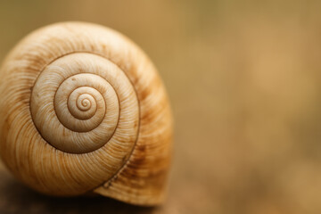 Snail Shell Macro: A mesmerizing close-up showcases the intricate spiral pattern of a snail shell, highlighting its natural beauty and the delicate details of its structure.