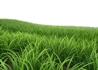 Fototapeta premium Nature green grass on white backgroundpng